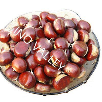 Bulk Fresh Raw Taishan Chestnuts Wholesale Leading China Exporter to Thailand Vietnam Organic Non-GMO supplier Ecological Agriculture Japan Korea
