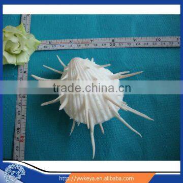 natural Spondylus castus shell, sea conch shell for sale