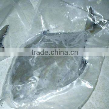 Frozen Silvery Pomfret Fish