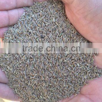Cumin Seeds