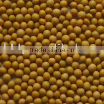 organic soybean for sprouting