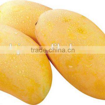 Best Seller For Mango Seed Remover Machine With Lowest Price In China photo-4