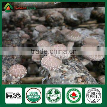 Dried Shiitake Mushroom Powder,Organic Shiitake,Rare Edible Mushroom