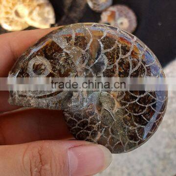 Polished Ammonite Fossil Conch Jade Fish Crystal Carvings for Wholesale