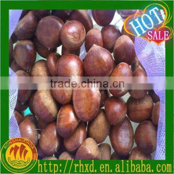 Roasted Processing Type and Almond Type chestnuts for sale