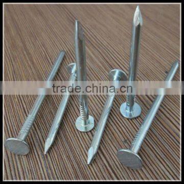 Polished Nail Screw (Factory)