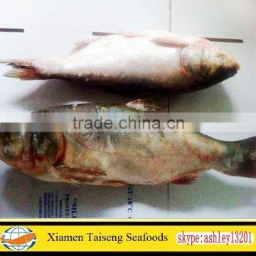 Very Good Quality Silver Carp Whole Round