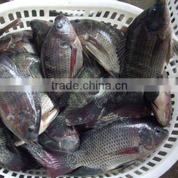 Foods Black Frozen Tilapia Fish photo-3