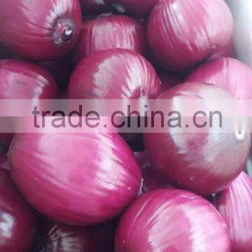 Fresh Peeled Onion for Exporting