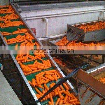 fresh vegetables baby carrots from china