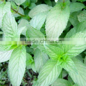 High quality Mint seeds mentha for growing