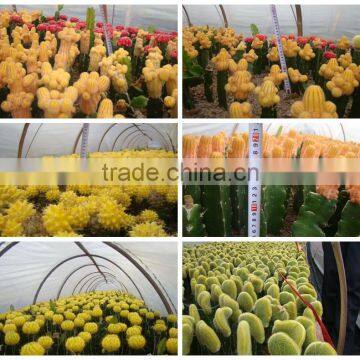 Mini Small Big Size Multi Color Outdoor Indoor Cactus Bonsai