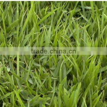 Zoysia Japonica