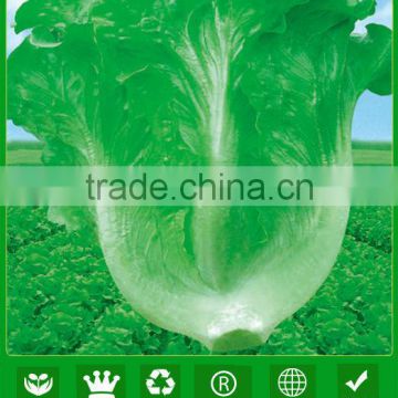 LT02 New century early maturity heat resistant lettuce seeds companies