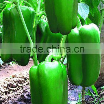 Super high yield and anti virus disease sweet pepper seeds Anthony F1