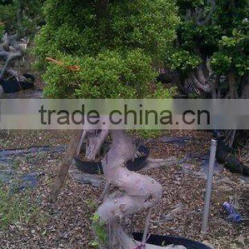 Thailand Ficus