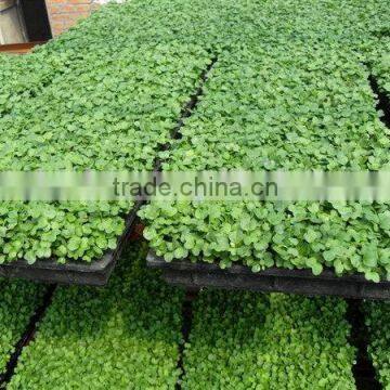 Top Grade Best Choice Rice Transplanter Seedling Tray photo-6