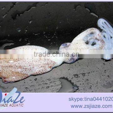 Baby Squid photo-4