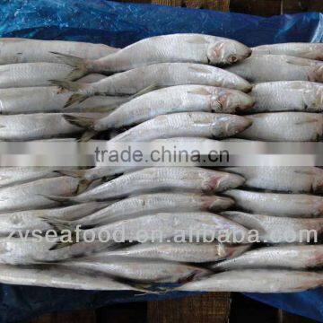 Sardinops Melanosticta Seafood Frozen Sardine photo-3