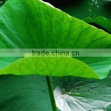 Lotus leaf extract powder/Lotus leaf extract nuciferine