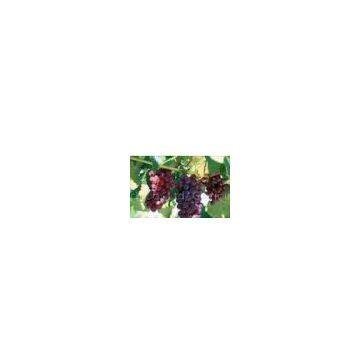 Proanthocyanidins--Grape Seed Extract