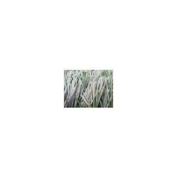 Bicolor Thiolon Football Artificial Grass Turf 12500Dtex for School Soccer Playground