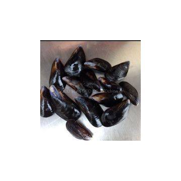 Frozen boiled mussel whole shell