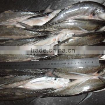 Frozen Megalaspis cordyla Hard Tail Scad from China supplier