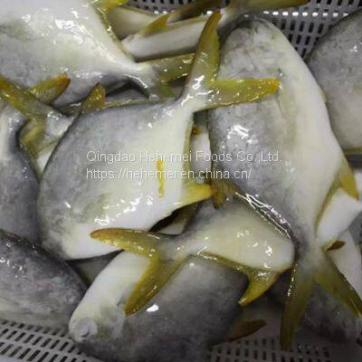 Frozen IQF Golden Pompano /golden Pomfret Fish photo-4