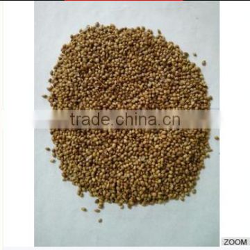 Coriander Seeds