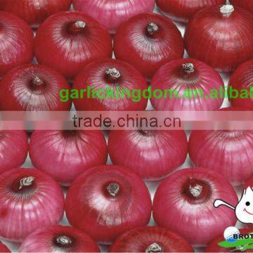 supply pakistan onion