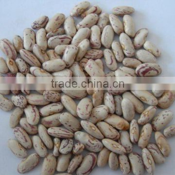 2011 new crop light speckled white kidney beans