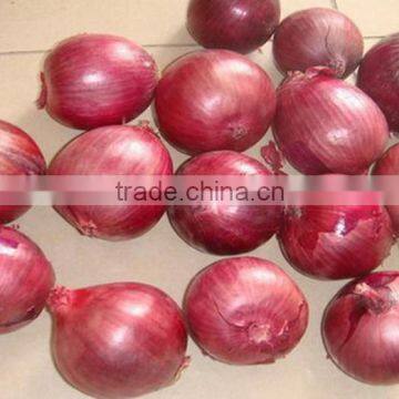 Red Onion Fresh Yellow Onion Exporter in China