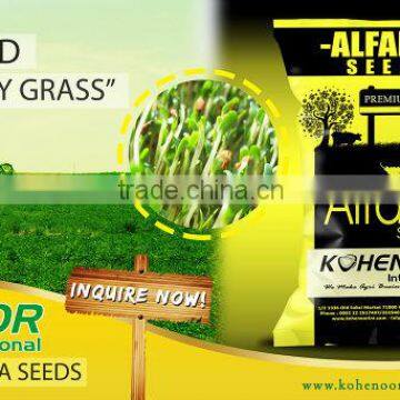 Top Quality Alfalfa Seeds