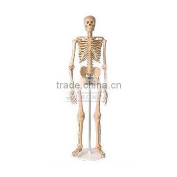 natural color wooden skeleton art manikin