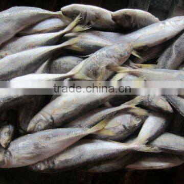 Frozen Jack Mackerel/Big Eyes Horse Mackerel