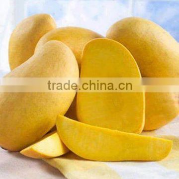 Yellow Color and Common Cultivation Type Mango