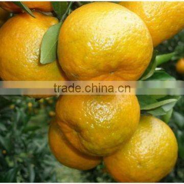 Citrus Fruit Product Type Fresh Oranges Chinese Orange Price photo-3