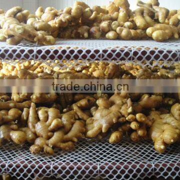 Europe quality level fresh ginger