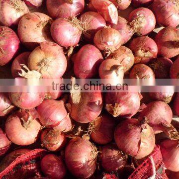 fresh onion/peeled onion