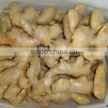 Fresh air dried ginger of Shandong