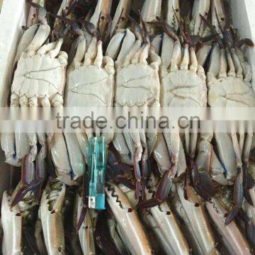 Whole Sale Frozen Blue Swimming Crab From China Seafood Exporter
