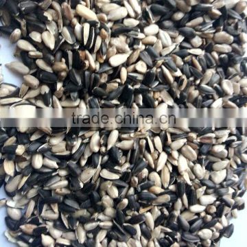 sunflower seeds for brid feed high protein rich nutrition