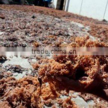 Sell Gracilaria, Eucheuma Spinosum And Eucheuma Cottoni Seaweeds photo-4