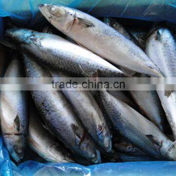 Frozen Pacific Mackerel Fish 250-350G photo-5