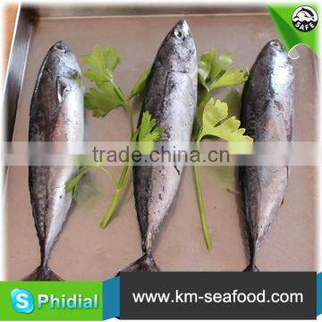 300g up Whole Round Frigate Tuna photo-6