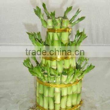 Lucky Bamboo ( Dracaena Sanderiana) 3 Layers photo-4