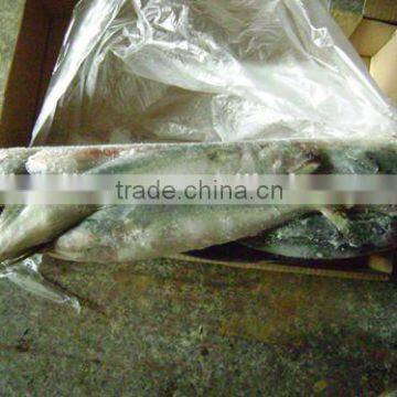 China supplier Frozen Scomber japonicus