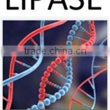 Lipase For Bread Improvers