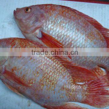 Frozen Red Tilapia fish W/R WGS